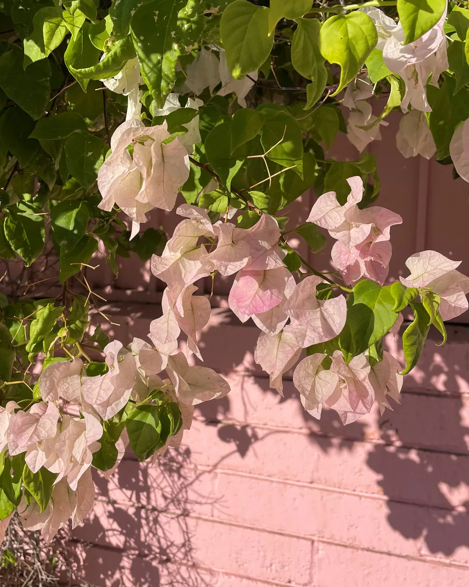 Pale bougainvillea spilling over a pink wall.