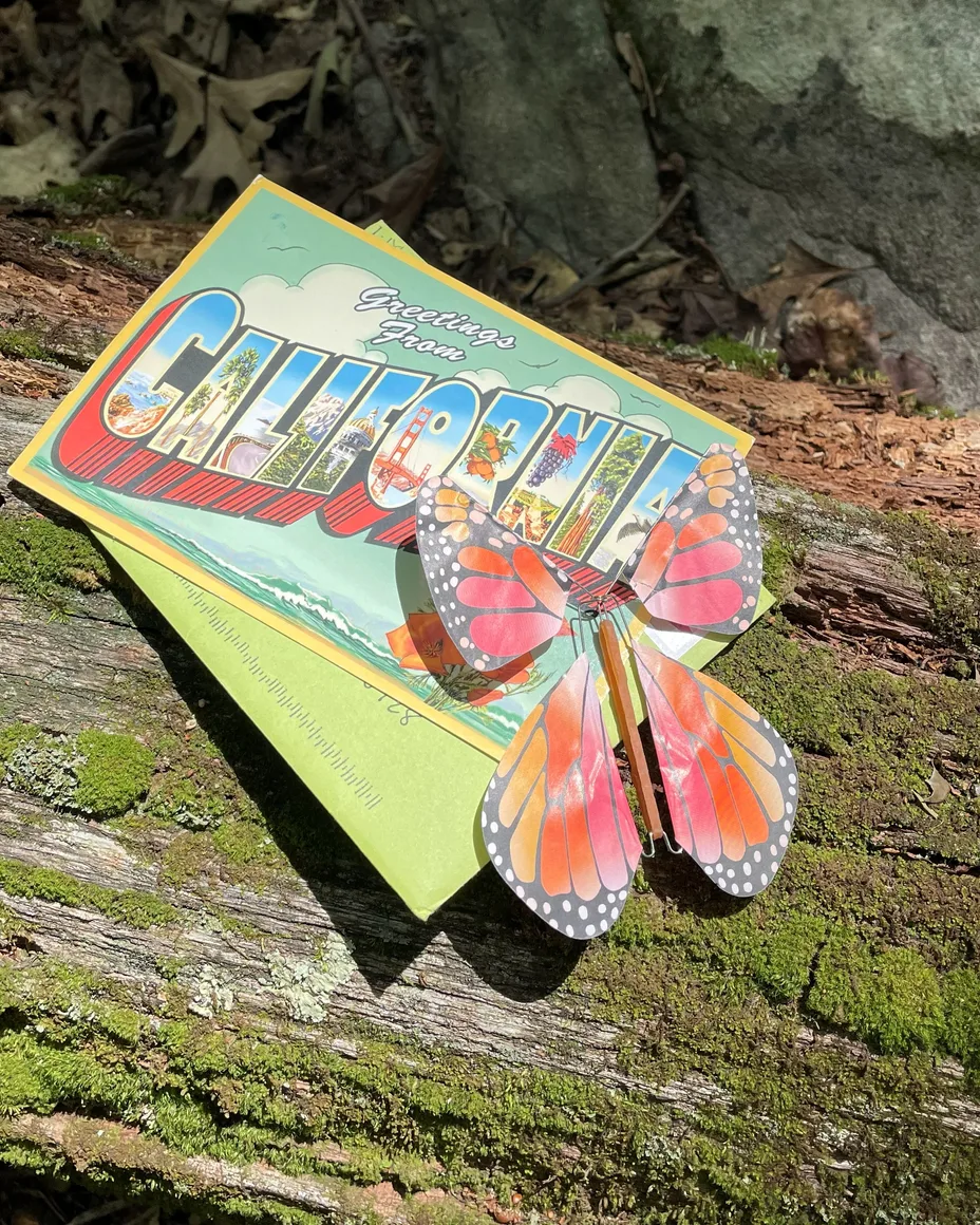 A 'Greetings from California' postcard with a paper butterfly, propped on a mossy log.