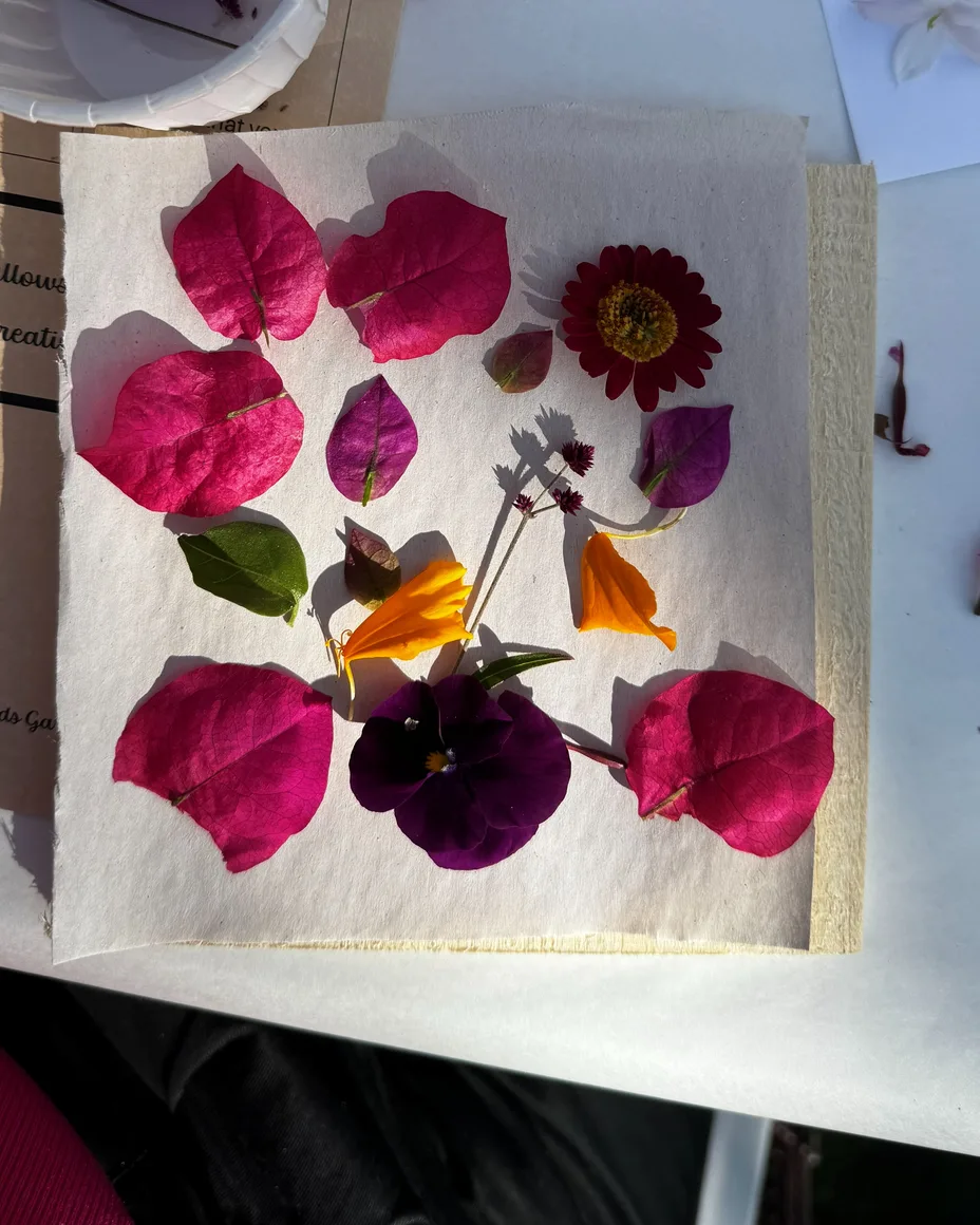 Petals laid out to press on paper: bougainvillea, a pansy, nasturtiums.